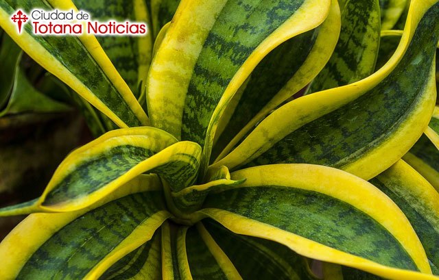 Seleccionar las plantas más fáciles de cuidar para la decoración de un hogar