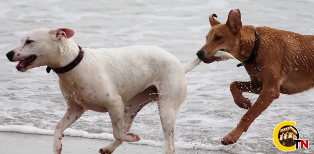 Ofrecen consejos para el cuidado de los perros en verano