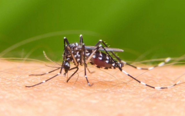 Recomiendan evitar acúmulos de agua para impedir focos de cría del mosquito tigre