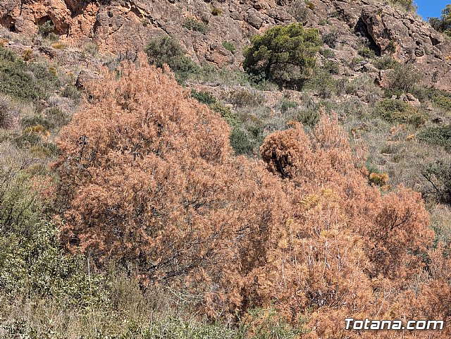 Pinos secos en Sierra Espuña